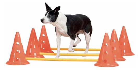 Pawise Agility Training Set 30Cm (636.9010) Pawise Agility Training Set 30Cm (636.9010)
