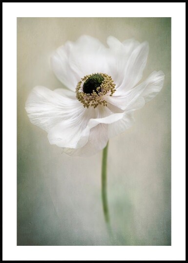 Single White Plakat / 50x70cm
