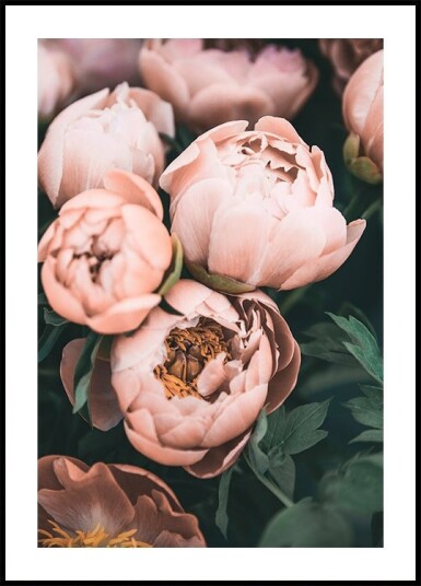 Coral Peonies Plakat / 100x150cm