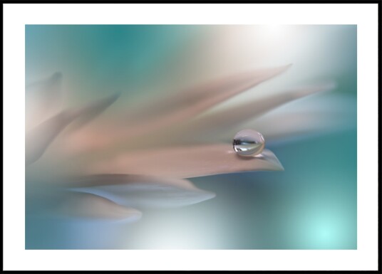 Delicate Water Droplet Plakat / 50x70