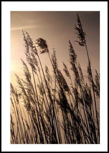 Reeds at Sunset Plakat Plakat / 70x100cm