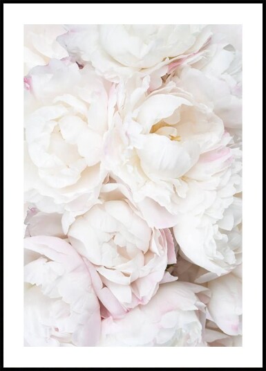 White Peonies Soft Romantic Floral Close up Plakat Plakat / 100x150cm