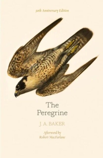 The Peregrine: 50th Anniversary Edition Av J. A. Baker