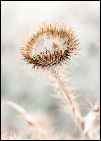 Dried Flower Cardo Plakat Plakat / 21x30cm