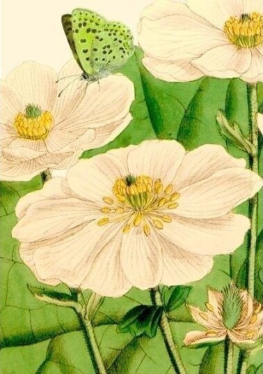 Madame Treacle Gratulasjonskort B6 Med Konvolutt Blomster Og Sommerfugler