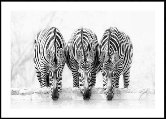 Zebras Poster Plakat / 21x30cm