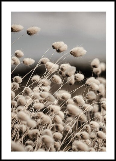 Reeds Field Plakat Plakat / 100x150cm