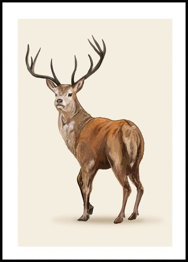 Brown Deer Plakat Plakat / 100x150cm