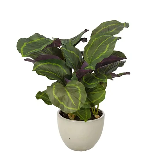 Calathea kunstig plante H80 279688 Calathea kunstig plante H80 279688