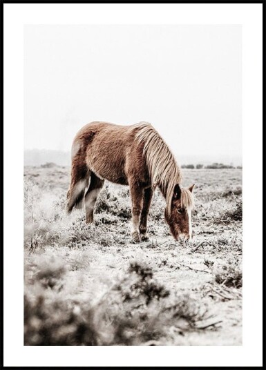 Wild Horse in Serene Landscape Nature Plakat Plakat / 100x150cm