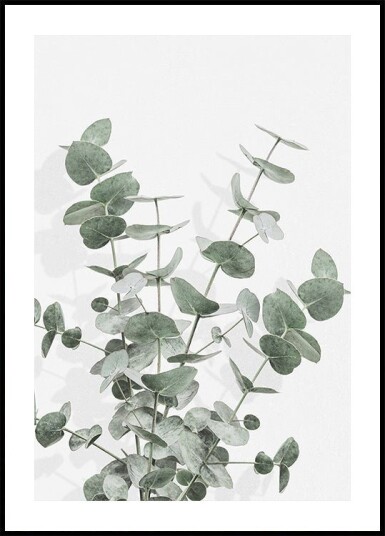 Eucalyptus Creative 16 Plakat Plakat / 21x30cm