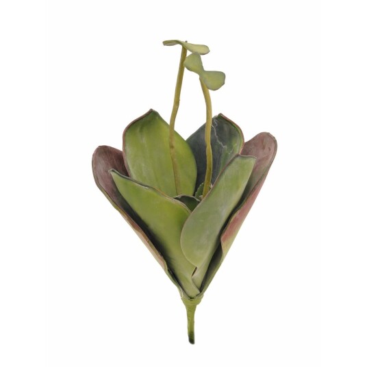 Europalms Water Lily (Eva), Closed Green, 45cm