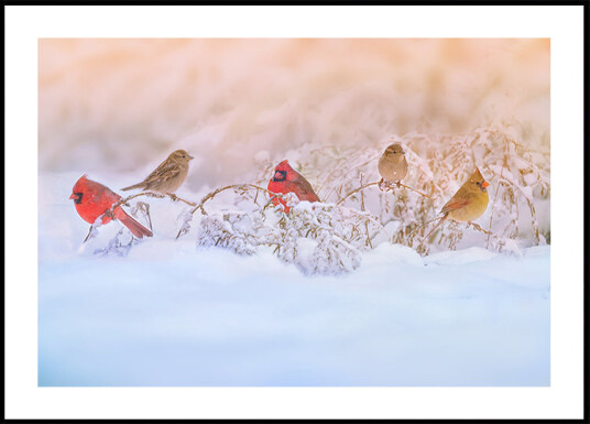 Snowy Morning  Party Plakat Plakat / 100x150cm