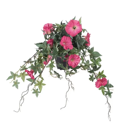 Mr Plant Morning Glory Rosa Mr Plant Morning Glory Rosa