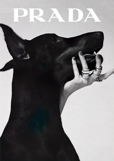 Prada Hund Plakat