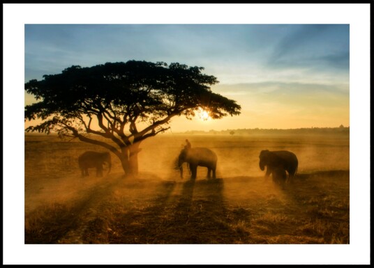 Elephants Golden Sunset Plakat / 70x100 Elephants Golden Sunset Plakat / 70x100