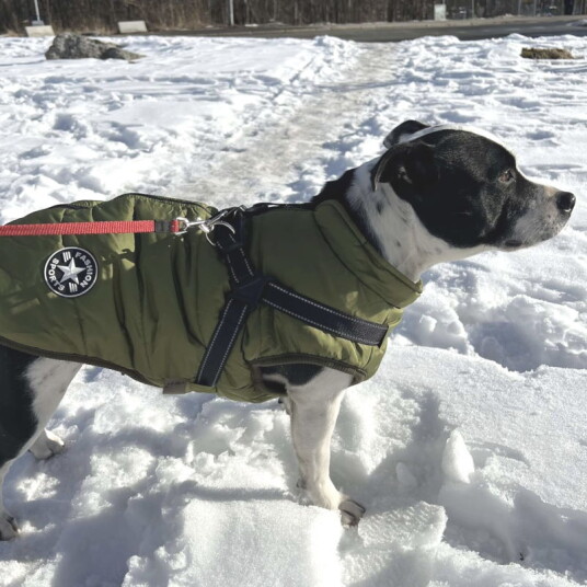 Varm Vest Med Sele Til Hund