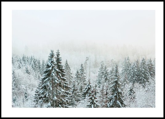 Snowy Fir Forest Plakat Plakat / 50x70cm Snowy Fir Forest Plakat Plakat / 50x70cm