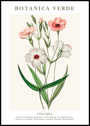 Viscaria Botanical Plakat Plakat / 70x100cm
