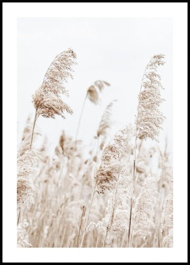 Boho Dried Flowers Plakat Plakat / 100x150cm