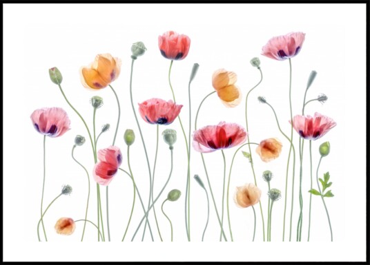 Papaver party Plakat / 50x70 Papaver party Plakat / 50x70