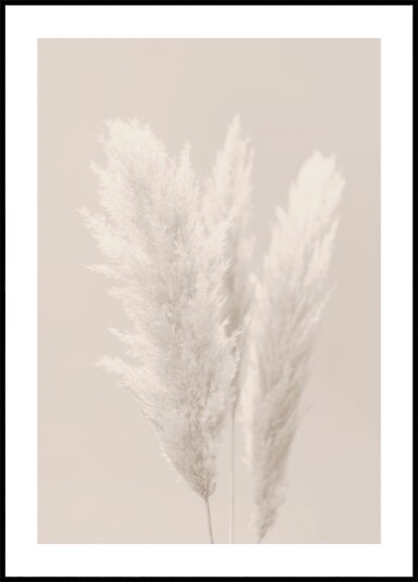 Soft Pampas Plumes Plakat / 40x50