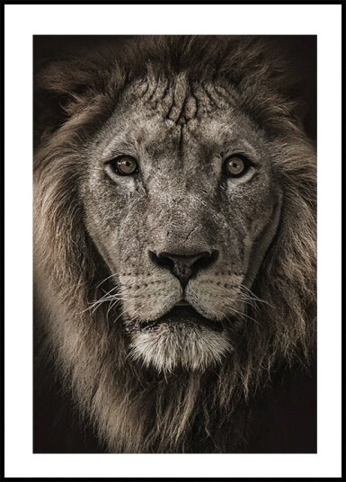 Majestic Lion Close-Up Plakat Plakat / 70x100cm