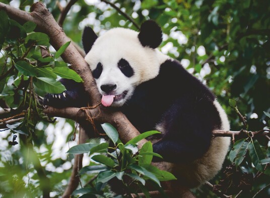 Ravensburger - Puzzle Panda Bear 500p  12000351 