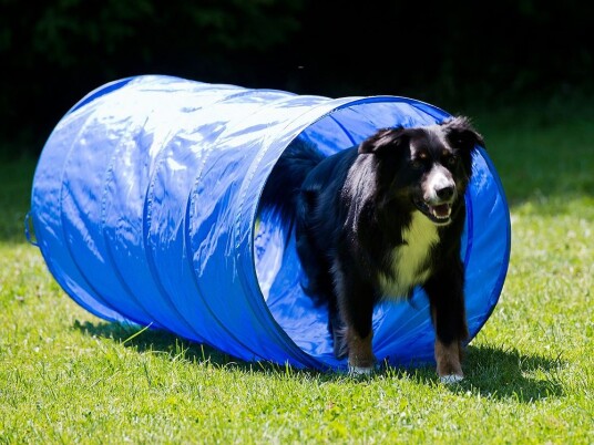 Agility Tunnel 152Cm Agility Tunnel 152Cm