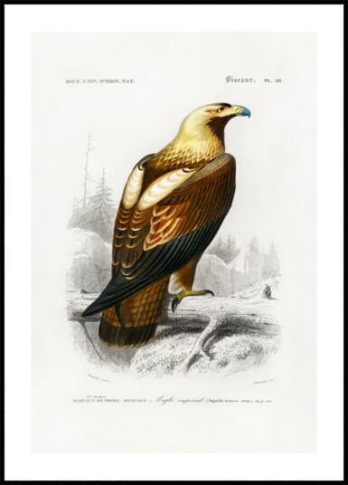 Eastern Imperial Eagle Plakat / 30x40