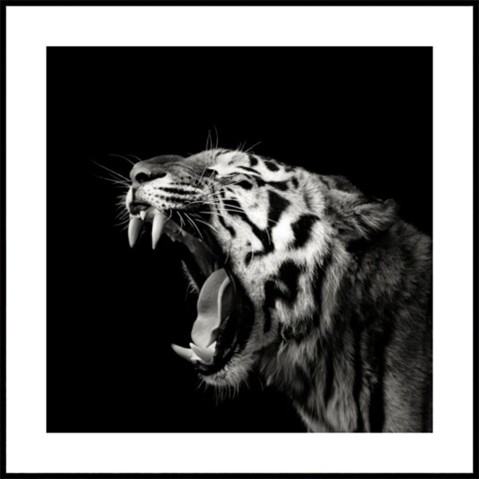 Roaring Tiger Portrait Plakat / 30x30