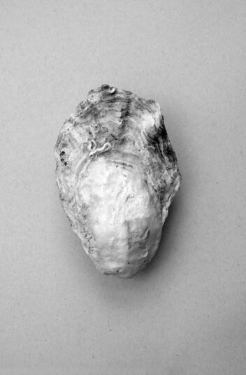 Malerifabrikken Poster Oyster 1 1713385-01-48