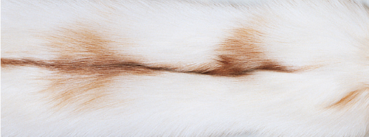 Natures Collection Pledd Kasjmir rev 130x200 cm Sun Glow Fox / Beige