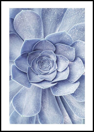 Blue Flower Cactus Plakat Plakat / 70x100cm