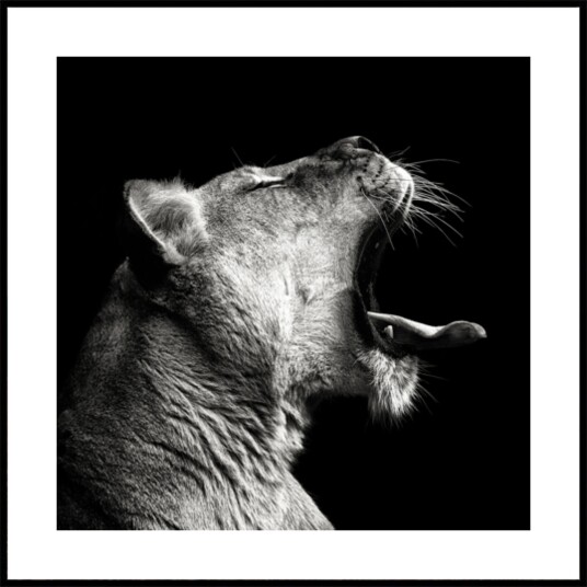 Powerful Lioness Yawn Plakat / 30x30