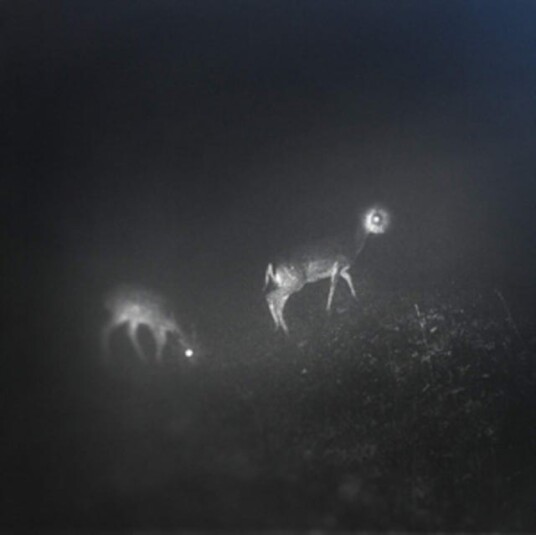 Bliss Signal  Bliss Signal  LP/Vinyl