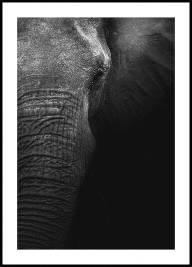 Elephant Plakat Plakat / 70x100cm Elephant Plakat Plakat / 70x100cm