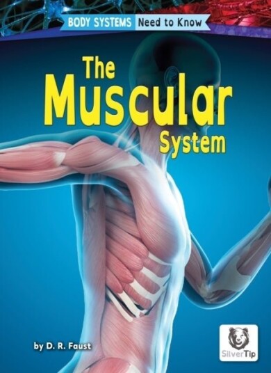 Muscular System Muscular System