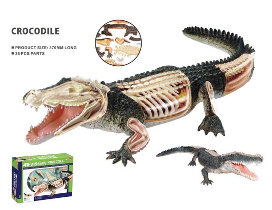 Robetoy Animal Anatomy Crocodile 24 cm 26074 Robetoy Animal Anatomy Crocodile 24 cm 26074