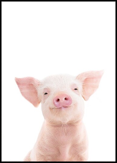 Baby Pig Plakat Plakat / 50x70cm