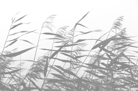Windy weed white av Kirsten Stigsgaard Windy weed white av Kirsten Stigsgaard