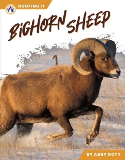 Bighorn Sheep
