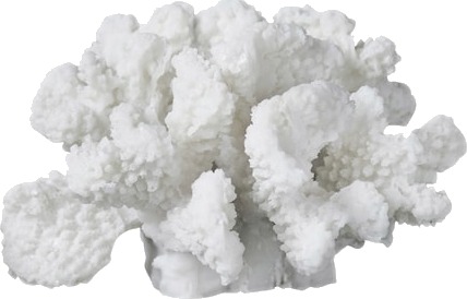 Coral Dekorasjon 12 x 13 x 8 cm Hvit Coral Dekorasjon 12 x 13 x 8 cm Hvit