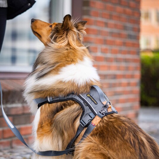 Seleverkstedet Comfort Dog Harnessmall