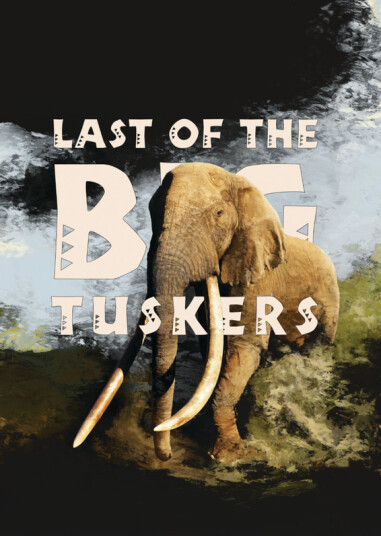 Last Of The Big Tuskers 2018 DVD