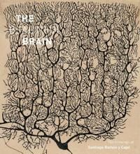 The Beautiful Brain Av Larry Swanson, Eric Newman, Alfonso Araque