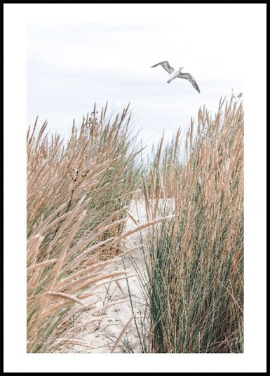 Seagull & Beach Grass Plakat Plakat / 40x50cm