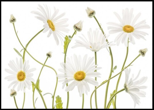 Mandy Disher Ox eye Daisies Plakat Plakat / 21x30cm