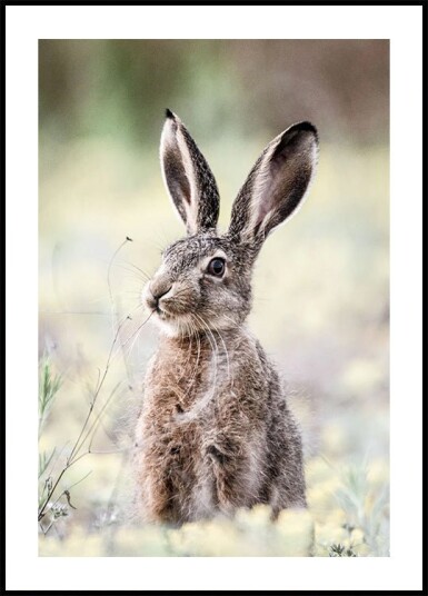 Wild Hare Close Up Nature Plakat Plakat / 100x150cm