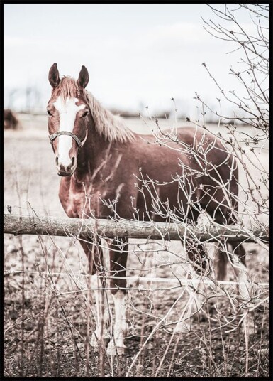 One Brown Horse Plakat Plakat / 30x40cm